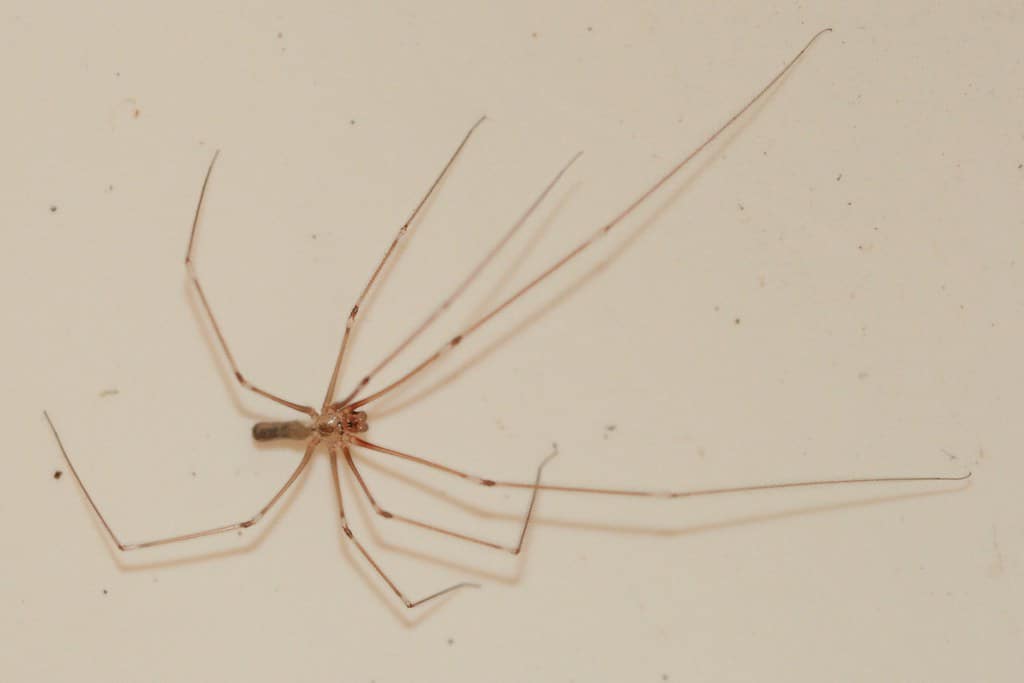 daddy-long-legs-3264419694_84b66d1970_b spider prevention tips