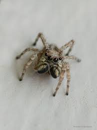 keep spiders away from windows